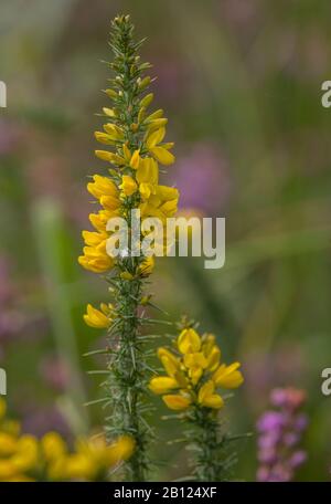 Western Gorse, Ulex gallii, in flower in late summer on heathland. Stock Photo