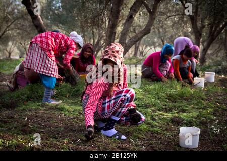 Women at the olive harvest, Morocco Stock Photo