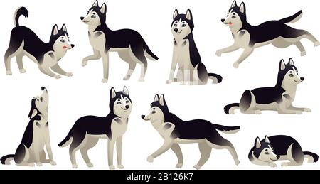 Husky dog poses. Cartoon running, sitting and jumping dogs. Active huskies animal characters isolated vector set Stock Vector