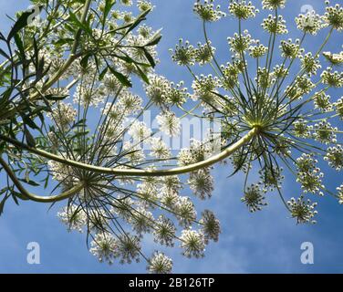 Ammi majus, Apiaceae, Bishop's Weed, false Queen Anne's lace, Grown from seed in UK gardens annually for its pretty white lace-like flower clusters. Stock Photo