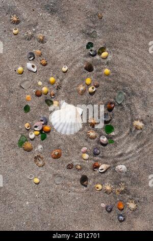 Sea shells on sand in shallow water, surface distorted by concentic ripples. Half scallop shell, winkles, top shells, limpets, and some sea glass Stock Photo