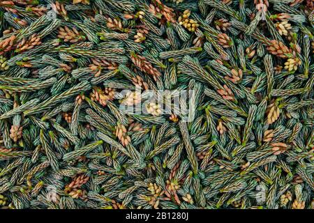 Spring growth from a small growing pine tree removed as part of biannual cloud pruning. Stock Photo