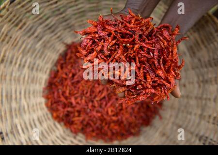 Drying and collecting red peppers, Nigerian countryside Stock Photo