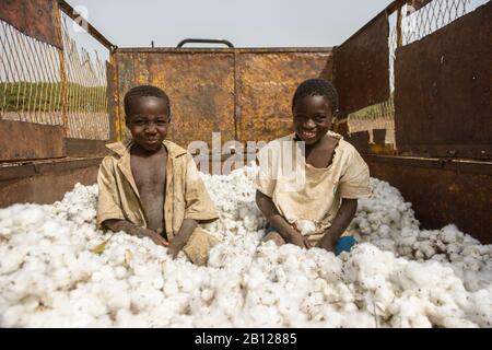 Work in the cotton fields of Cote D'Ivoire, (Ivory Coast) Stock Photo