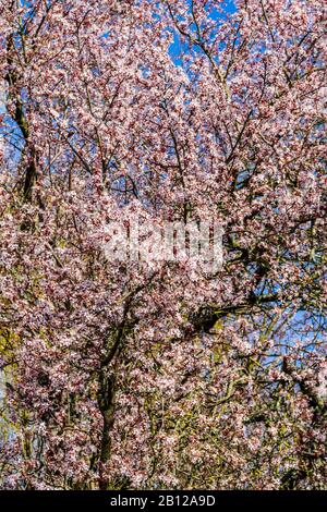 Cherry tree blossom against clear blue sky - Touraine, France. Stock Photo
