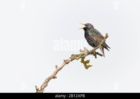 Common starling on a branch Stock Photo