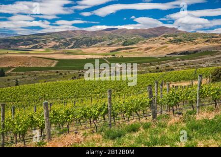 Vineyards of Central Otago area, Clutha River Valley, view from Bendigo Loop Road, Otago Region, South Island, New Zealand Stock Photo