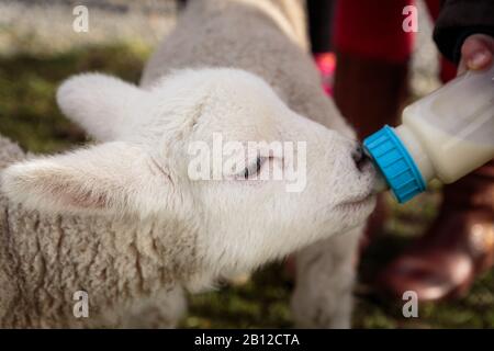 Small baby lamb is being fed from milk in a bottle Stock Photo