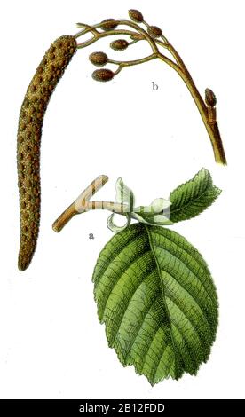 alder, Alnus glutinosa, Erle, Schwarzerle, aulne,  (botany book, 1909) Stock Photo
