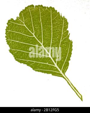 alder, Alnus glutinosa, Erle: Blatt, aulne,  (, ) Stock Photo