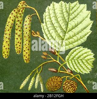 alder, Alnus glutinosa, Schwarz-Erle, aulne,  (botany book, ca. 1915) Stock Photo