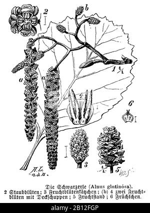 alder, Alnus glutinosa, Schwarzerle mit Blüten und Fruchtstand, aulne, A. Lütke u. W. A[arland] u. Sohn (botany book, 1889) Stock Photo