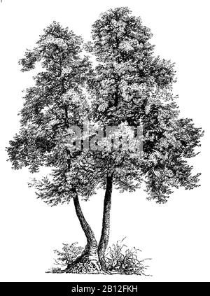 alder, Alnus glutinosa, Schwarz-Erle, aulne,  (encyclopedia, 1898) Stock Photo