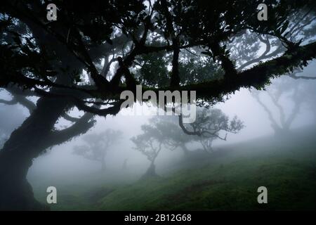 Lagoa do Fanal in the early morning, laurel forest towards Ribeira de Janela, Madeira, Highlands towards Ribeira de Janela, Portugal Stock Photo