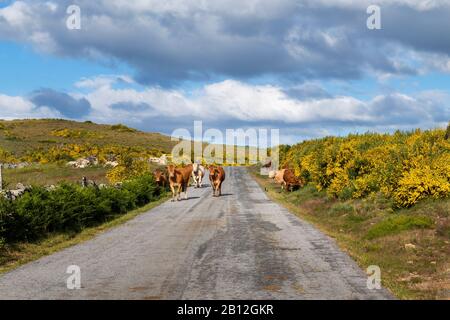 A herd of cows in a rural road near the traditional village of Pitoes das Junias in the North Region of Portugal. Stock Photo