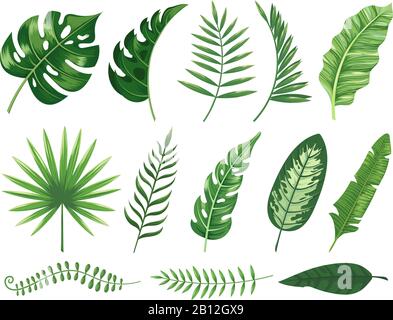 Exotic tropical leaves. Monstera plant leaf, banana plants and green tropics palm leaves isolated vector illustration set Stock Vector