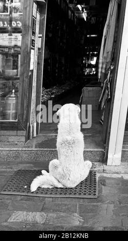 Dog waiting  for owner outside shop. Leh, Ladakh, Himalayas. India Stock Photo