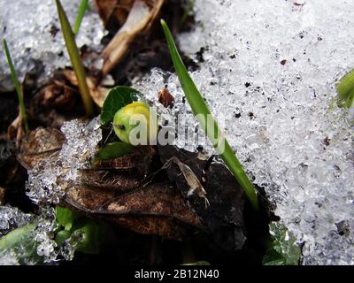 early spring, sprouts from under the snow Stock Photo