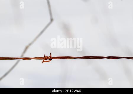A single double barb on a double-strand wire line of a barbed wire fence. The four-point barb is rusted, with twisted wires forming a horizontal line Stock Photo