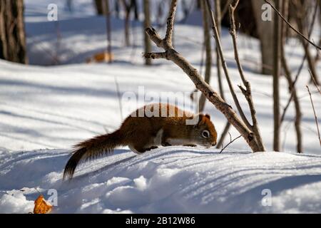 An American red squirrel in a Canadian forest is inspecting the snowy ground, looking for seeds along a nature trail that hikers have left behind. Stock Photo