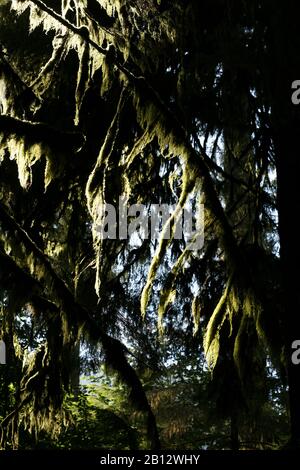 Cathedral grove. MacMillan Provincial Park. Vancouver island. British Columbia. Canada Stock Photo