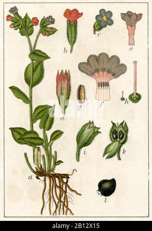lungwort, Pulmonaria officinalis, Echtes Lungenkraut, pulmonaire officinale,  (botany book, 1903) Stock Photo