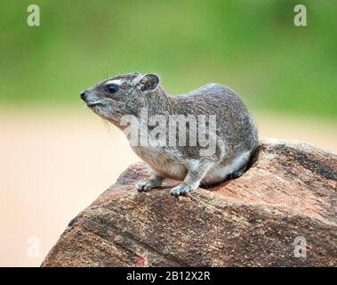 Rock hyrax Procavia capensis in typical rocky habitat within Tsavo East National Park in Kenya East Africa Stock Photo