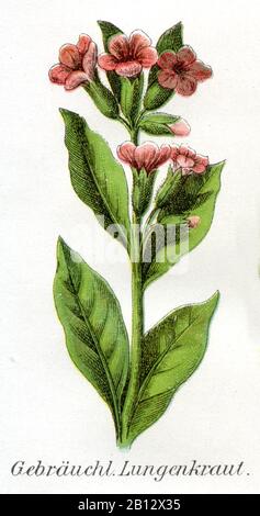 lungwort;lungwort, Pulmonaria officinalis;Pulmonaria officinalis, Gebräuchliches Lungenkraut, Geflecktes Lungenkraut, pulmonaire officinale;pulmonaire officinale,  (Health book, 1911) Stock Photo