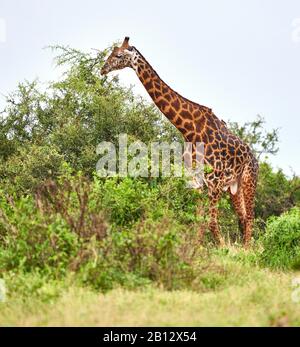 Large male Masai giraffe in Tsavo National Park Kenya feeding at the top of a tall bush Stock Photo