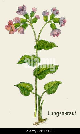 lungwort, Pulmonaria officinalis, Lungenkraut, pulmonaire officinale,  (botany book, 1908) Stock Photo