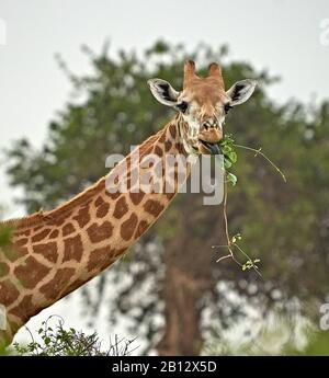 Masai giraffe in Tsavo National Park Kenya feeding on an oversized climbing plant