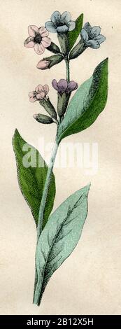lungwort, Pulmonaria officinalis, Lungenkraut, pulmonaire officinale,  (botany book, 1879) Stock Photo
