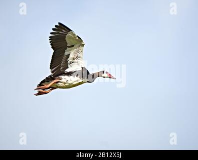 Spur-winged goose Plectropterus gambensis in flight above a small lake in Tsavo National Park in Southern Kenya Stock Photo