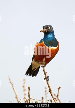 Superb Starling Spreo superbus with locust at Tsavo National Park in Southern Kenya Stock Photo
