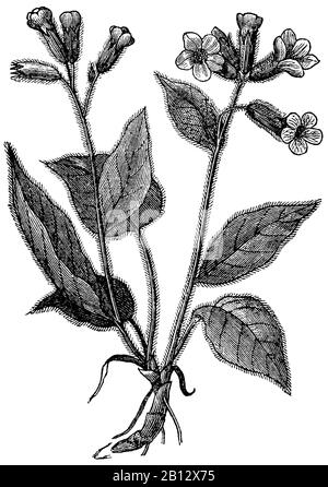 lungwort, Pulmonaria officinalis, Lungenkraut, pulmonaire officinale, anonym (biology book, 1898) Stock Photo