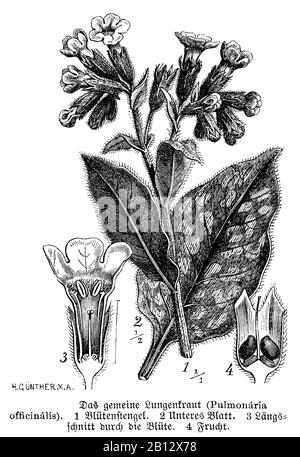 lungwort, Pulmonaria officinalis, Lungenkraut, pulmonaire officinale, H. Günther (botany book, 1888) Stock Photo