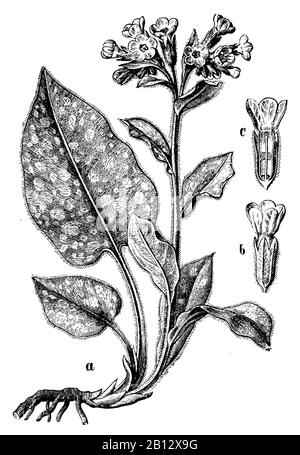 lungwort, Pulmonaria officinalis, Lungenkraut, pulmonaire officinale,  (botany book, 1898) Stock Photo