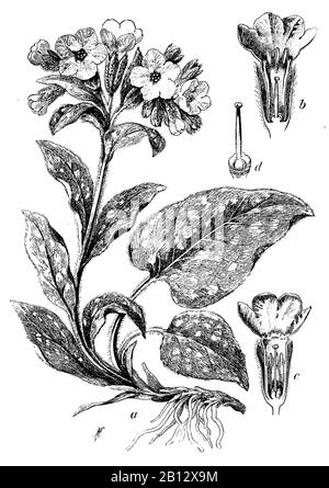 lungwort, Pulmonaria officinalis, Lungenkraut, pulmonaire officinale,  (botany book, 1902) Stock Photo