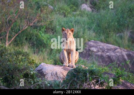 Young male lion Panthera leo emerging from his daytime nap on a rocky hill at Tsavo National Park in Southern Kenya Stock Photo