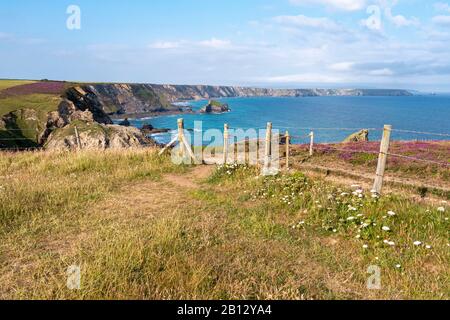 The South West Coast Path above Porth-cadjack Cove over the Caravannel Downs near Portreath, north Cornwall, UK. Stock Photo