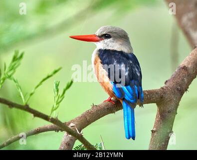 Grey-headed kingfisher Halcyon leucocephala perched on a tree above above a pool in Tsavo National Park in Southern Kenya
