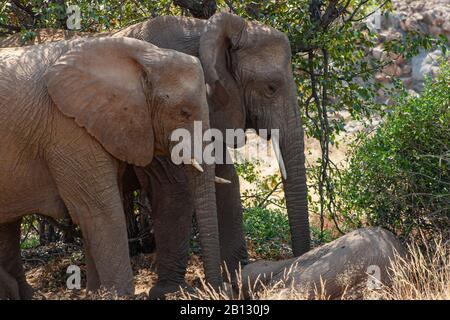 Namibian Desert Elephant, loxodonta africana, lying down surrounded by other elephants in Damaraland Namibia Stock Photo