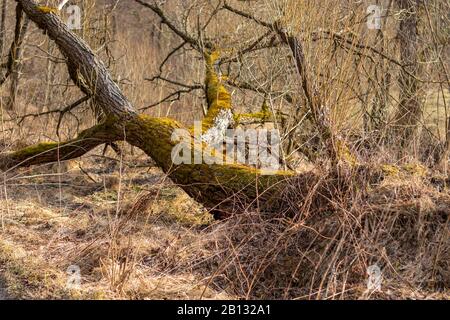 fallen willow tree covered with moss, from which young branches grow Stock Photo