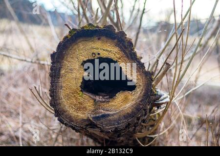 Heart shaped hollow in felled lying tree trunk Stock Photo