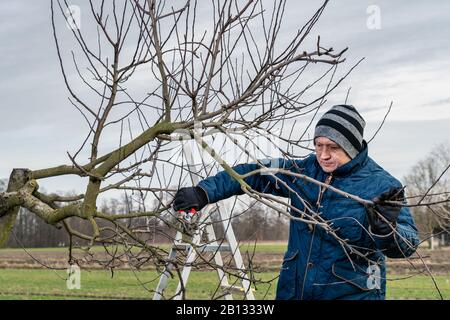 A man working in the garden, pruning an apple tree. Farmer is pruning branches of fruit trees at early springtime. Spring pruning of fruit trees. Stock Photo