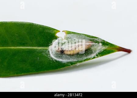 Pupa box tree moth or Cydalima perspectalis Stock Photo