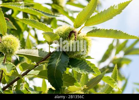 Sweet chestnut on a branch with leaves Stock Photo