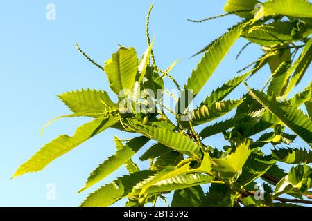 Sweet chestnut with galls of the Chinese gall wasp Stock Photo