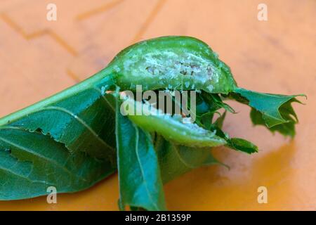 Larvae in the gall of a sweet chestnut of the Chinese gall wasp Stock Photo