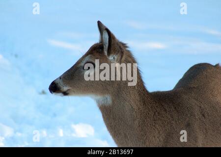 A Close Up Side View Of A Young Buck Deer Stock Photo